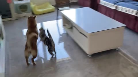 Cats and dogs