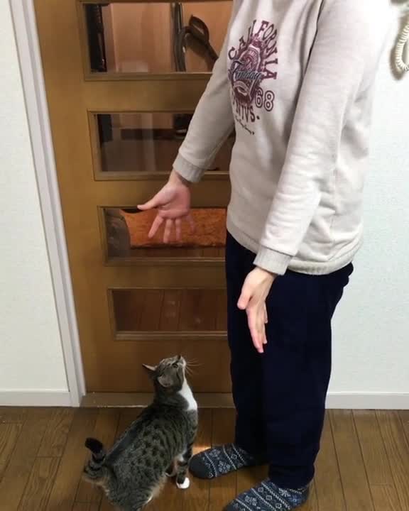 Gato salta muy alto para abrazar a su dueña