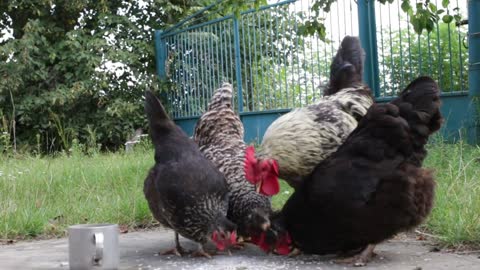 Beautiful birds in my garden 🥰😍