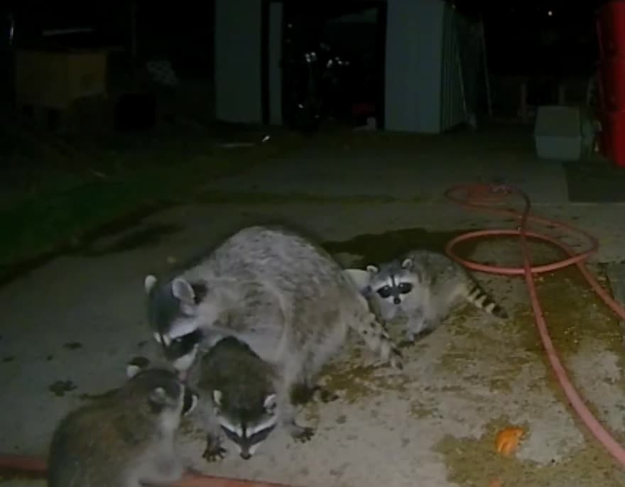 Mama Raccoon Shows Her Baby Where the Water Is