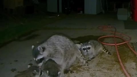 Mama Raccoon Shows Her Baby Where the Water Is