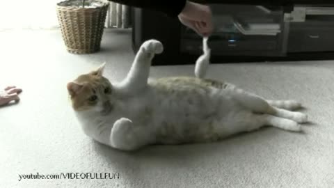 Funny Video Cat Sweet sweet dreams.