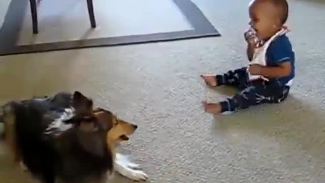 Lovely Dog Playing with a Cute Kid