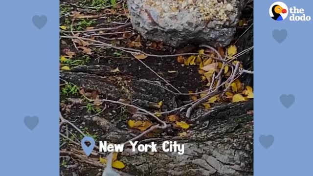 This woman finds an abandoned parakeet in NYC