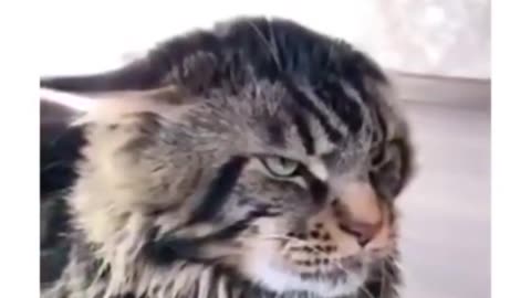 Funny animal video