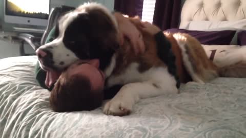 Loving Saint Bernard being affectionate to her owner