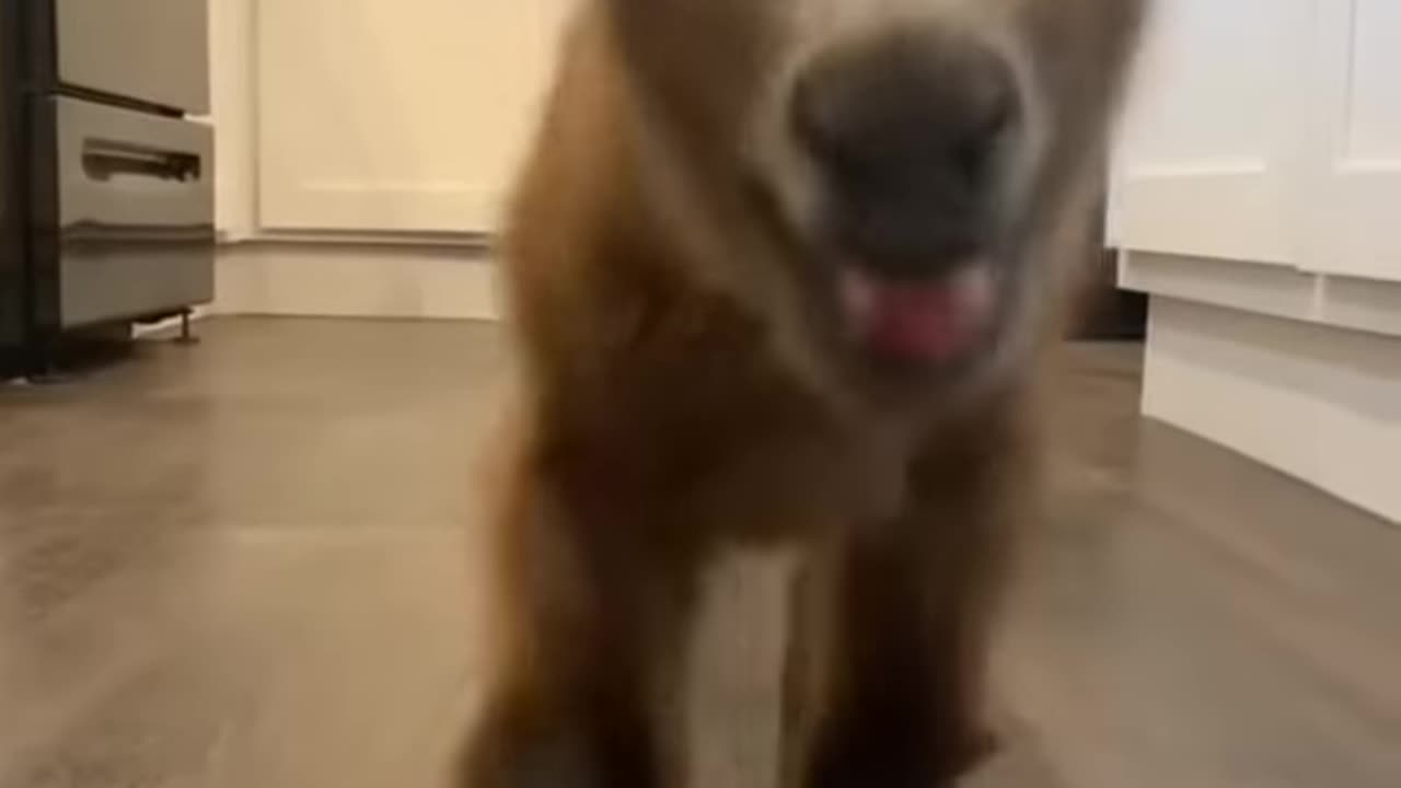 MUST SEE Cute Baby Animals