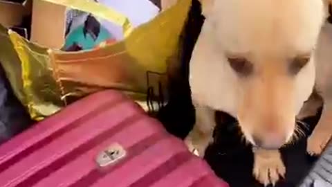 cachorro se adota ❤️