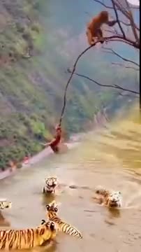 Monkey play Lion _rolling_on_the_floor_laughing__rolling_on_the_floor_laughing