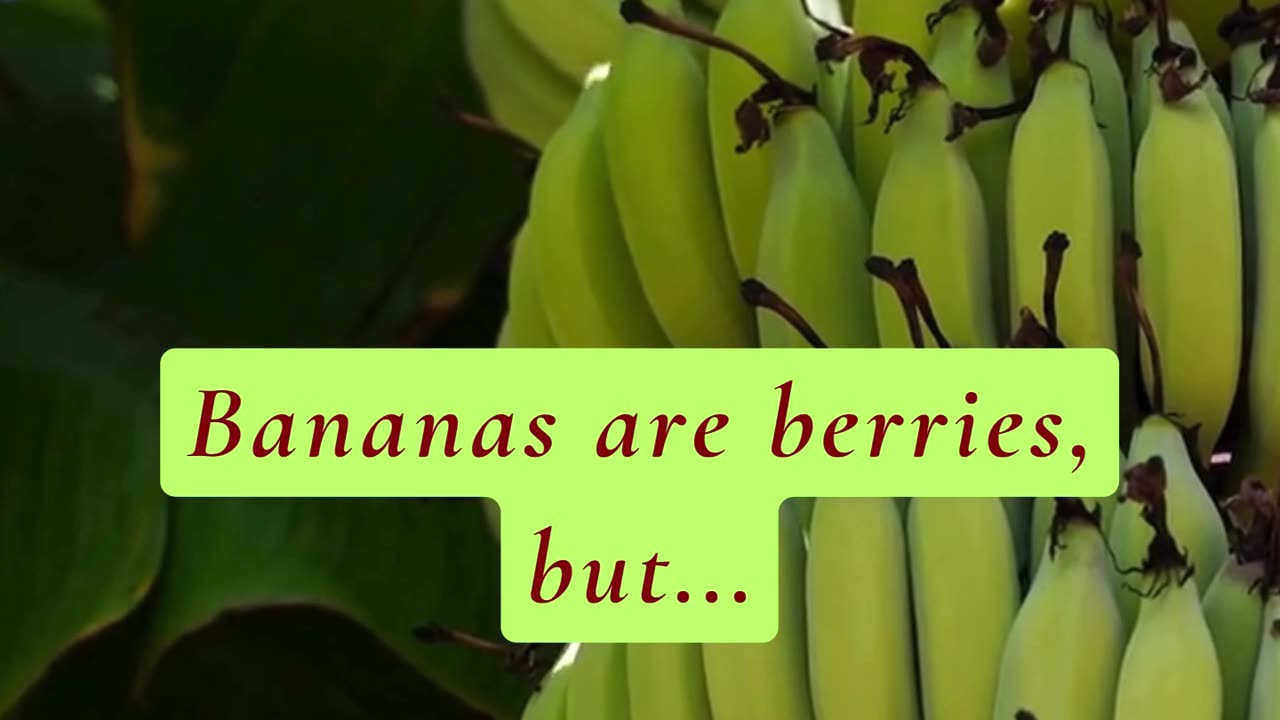 DID YOU KNOW THAT BANANA IS NOT A BERRY? 😳🤯