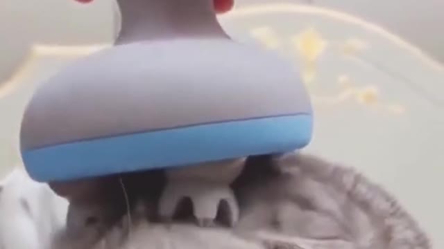 Try not to Laugh | Funny cats message