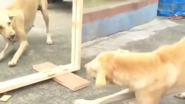 Funny Dogs Mirror Prank Video