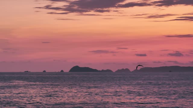 Seabird flying over water