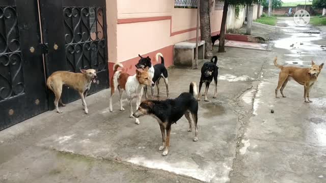 Dog group