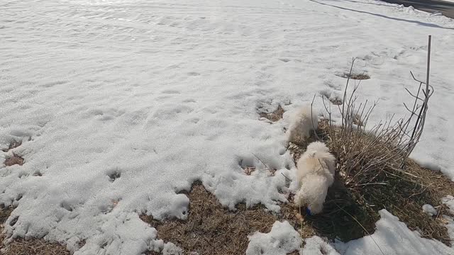 Toy Poodles , Peanut & Popcorn ,enjoying their walk today... So much fun!!