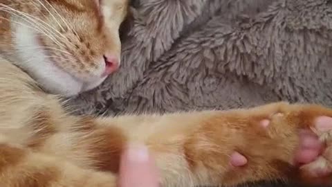 redhead cat with pink paws