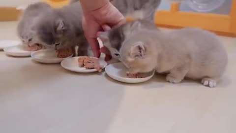 Kittens get angry and meows if I take too much time to feed it.