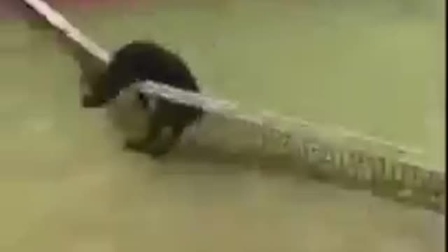 Funny animals videos / Funny videos / try not to laugh