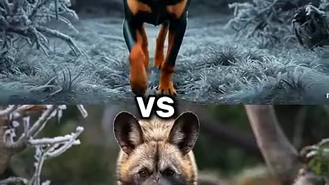 African wild dog vs labrador vs Rottweiler, Husky, German Shepherd Battle