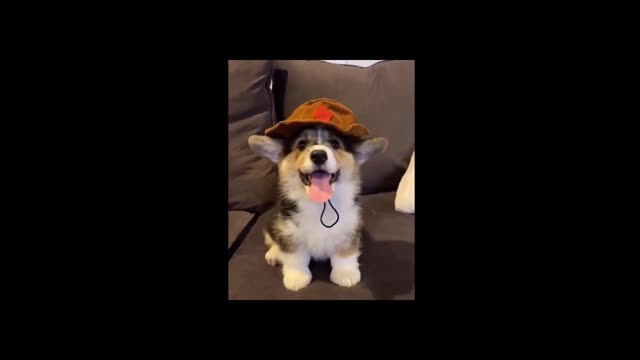 Cute Corgi having Fashion Show