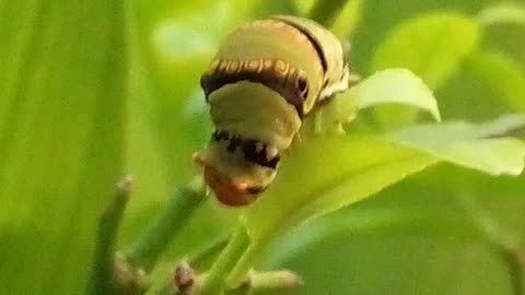 The very hungry caterpillar