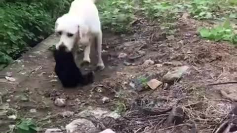 Funny Puppy and adorable pets