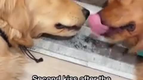 Funniest cats and dogs