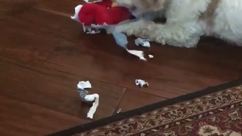 Our cocker spaniel Christmas present.