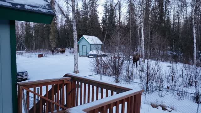 Life in Alaska - Three Moose Afternoon