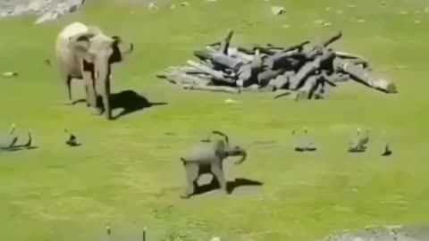 very funny baby elephant