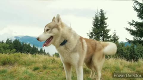 cute Lovely dogs playing #viralshorts