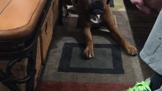 Dog Argues With Dad