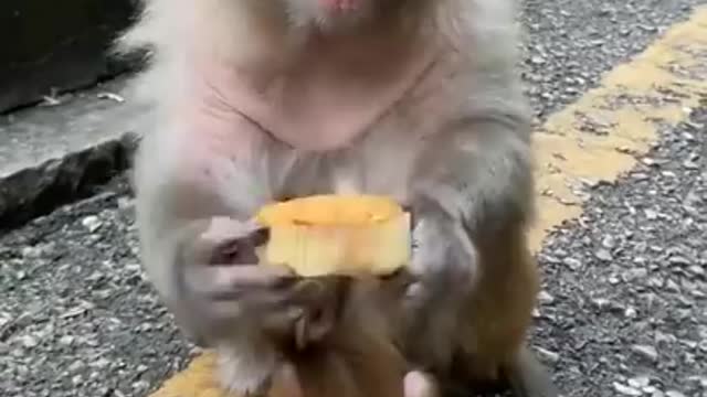 Cute Baby Monkey breastfeeding