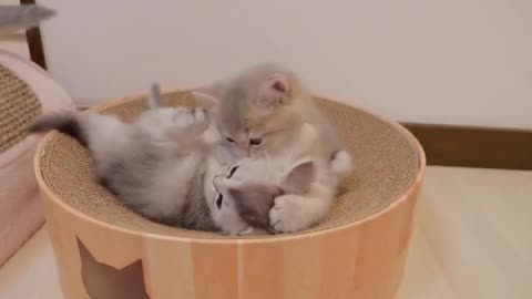 My favorite carpet was so comfortable that my kitten became like this