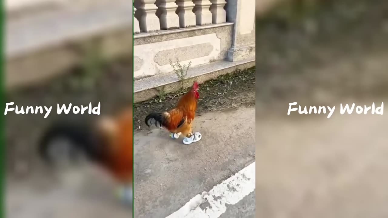 Try not to laugh: level medium