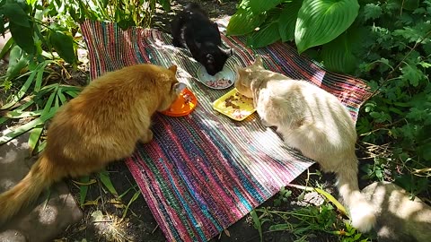Beautiful cats dine in the bosom of nature