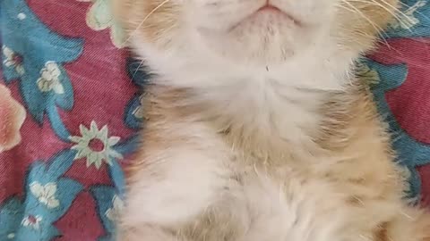 sleeping cat