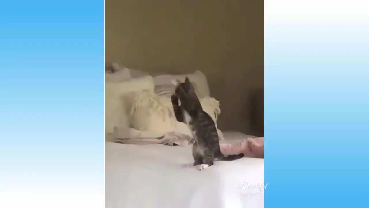 Shadow boxing cat, dancing cat, cute dog, and escape artist cat