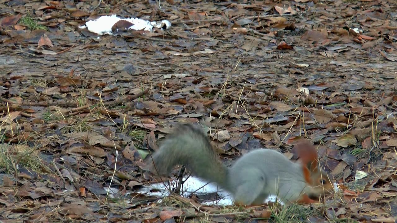 Squirrel nut animals...!