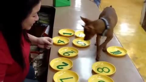 Philipine dog solving math problem