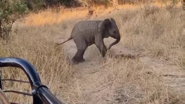 Baby elephant trains its exercises!