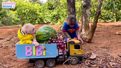 BiBi takes baby monkey Obi to harvest fruit and make juice