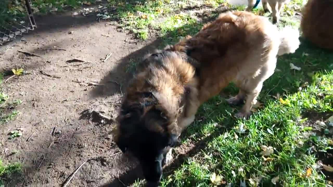 Leonberger Gaston at 14 weeks old