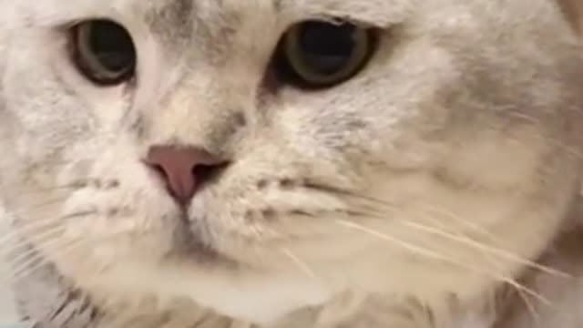 cute kitten