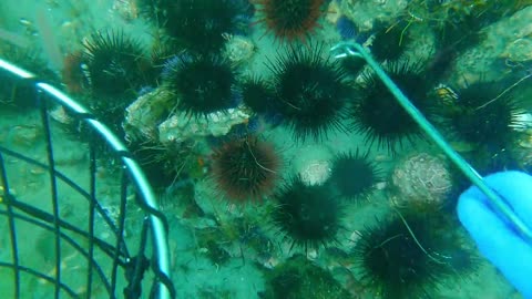 Underwater fishing video
