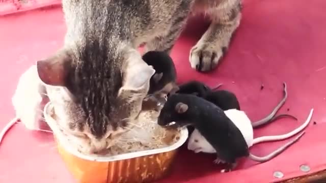 Funny animal videos, very fun.