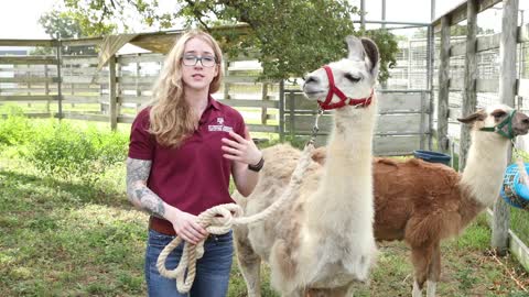 Llama and Alpaca Care