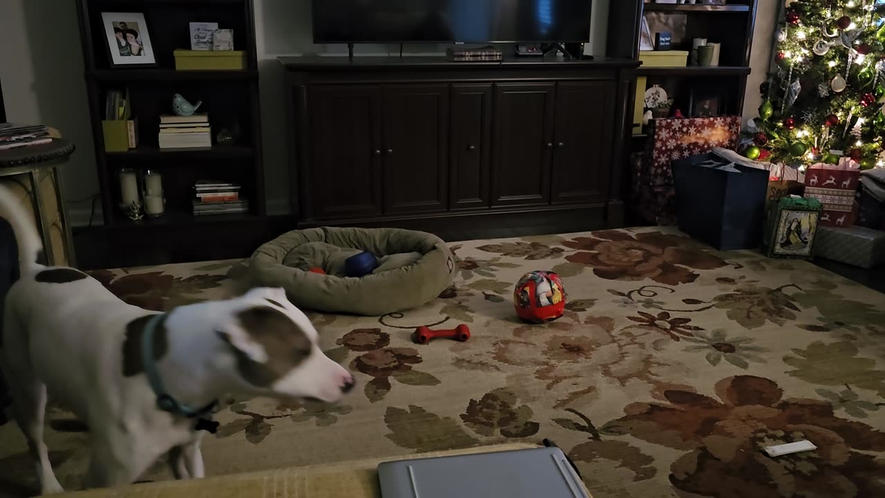 Vinny's First Christmas with us!