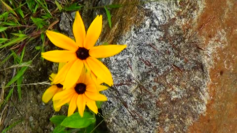 Black eyed susans