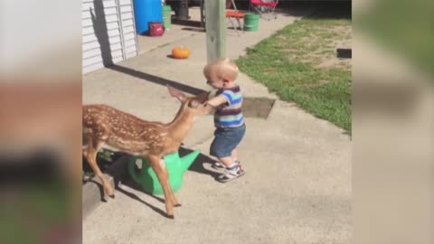 Little Boy Befrind a baby dear